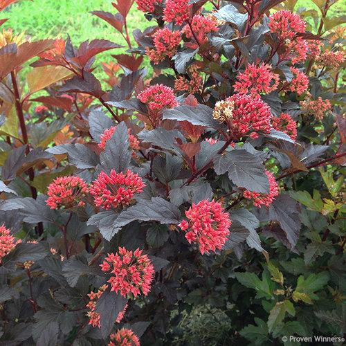 Physocarpus opulifolius 'SMNPOBLR' USPP 28,695 ~ Ginger Wine™ Ninebark