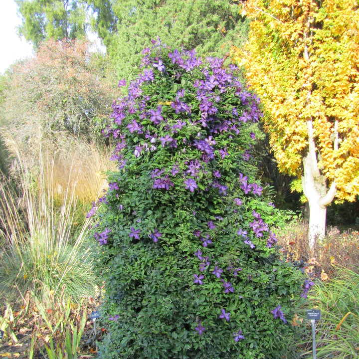 Clematis viticella 'Polish Spirit' ~ Polish Spirit Clematis