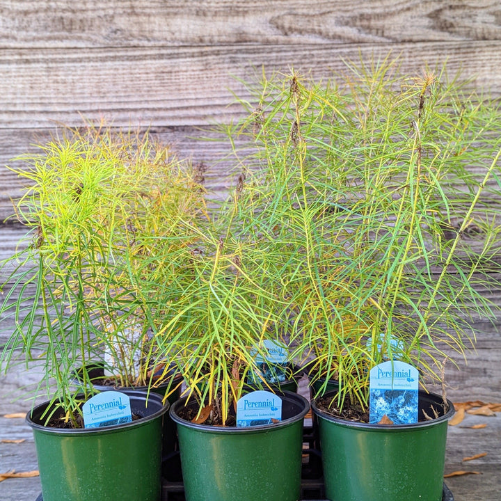 Amsonia hubrichtii ~ Threadleaf Blue Star, Arkansas Blue Star