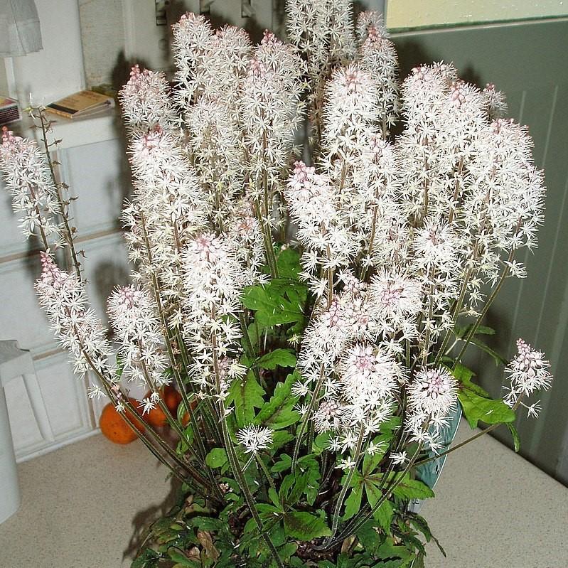 Tiarella x 'Dark Star' ~ Dark Star Foam Flower