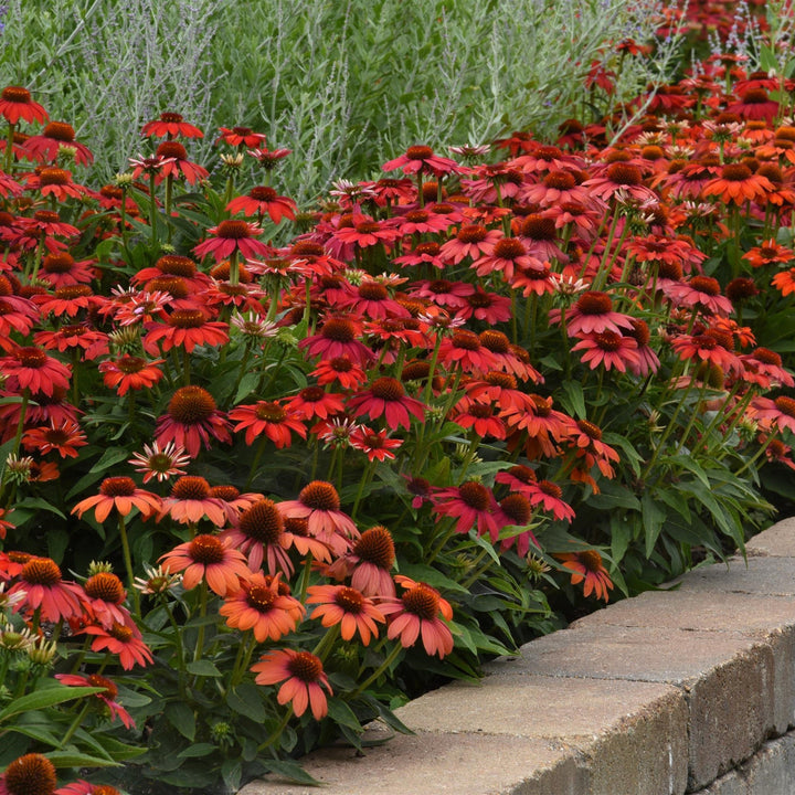 Echinacea 'PAS1257973' ~ Artisan™ Red Ombre Coneflower