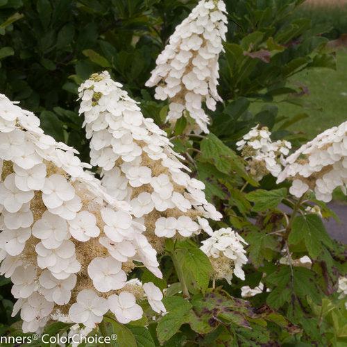 Hydrangea quercifolia 'Brenhill' ~ Gatsby Gal® Oakleaf Hydrangea