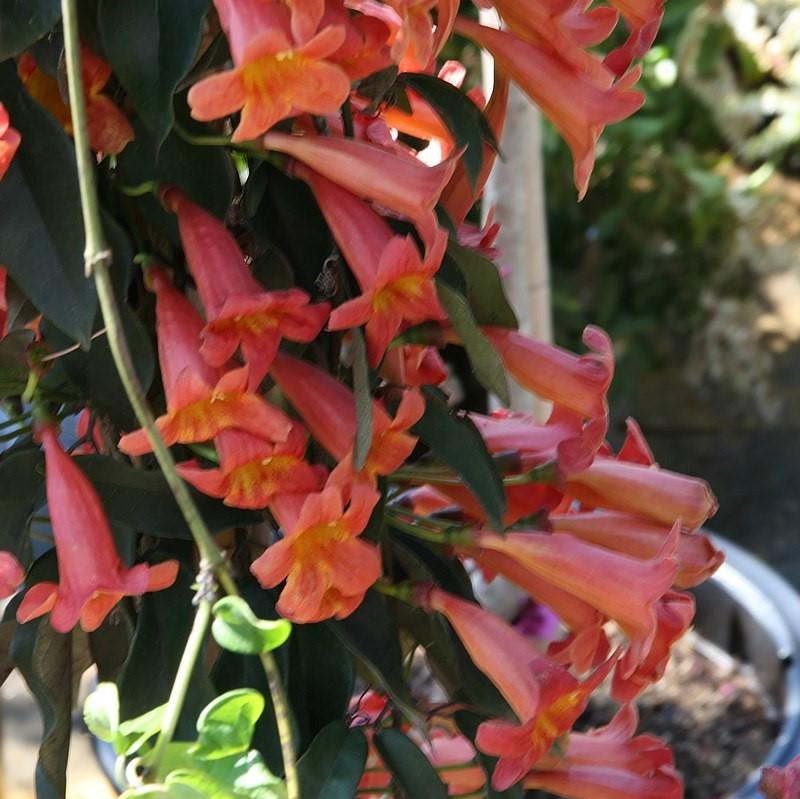 Bignonia capreolata 'Belleza mandarina' ~ Belleza mandarina Crossviine