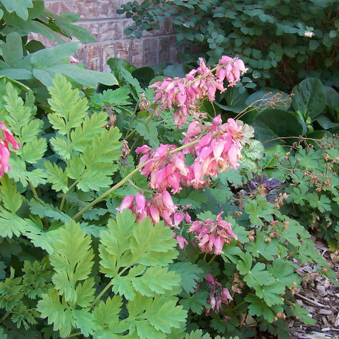 Dicentra eximia ~ Bleeding Heart