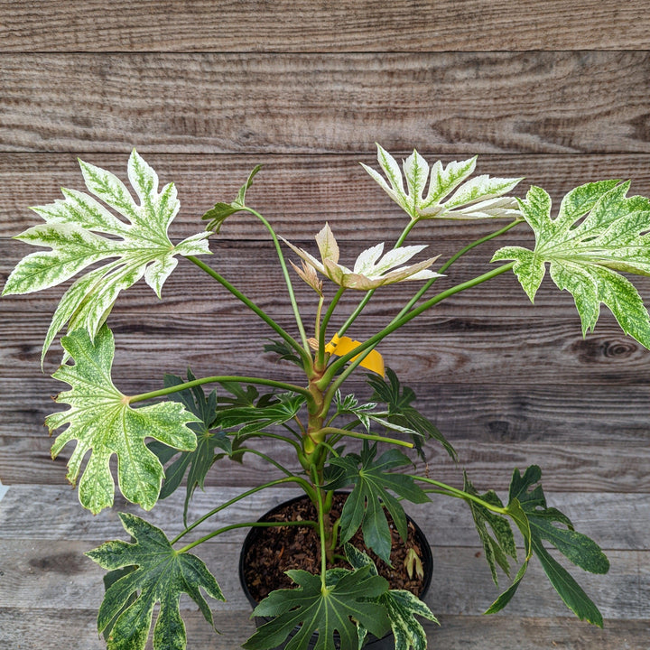 Fatsia japonica 'Spider's Web' ~ Spider's Web Fatsia