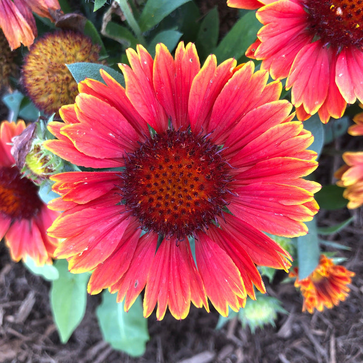 Gaillardia aristata 'Spintop Yellow Touch' ~ Spintop™ Yellow Touch Blanket Flower