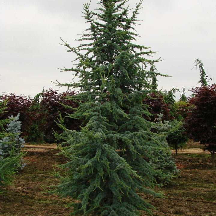 Cedrus atlantica 'Glauca' ~ Blue Atlas Cedar