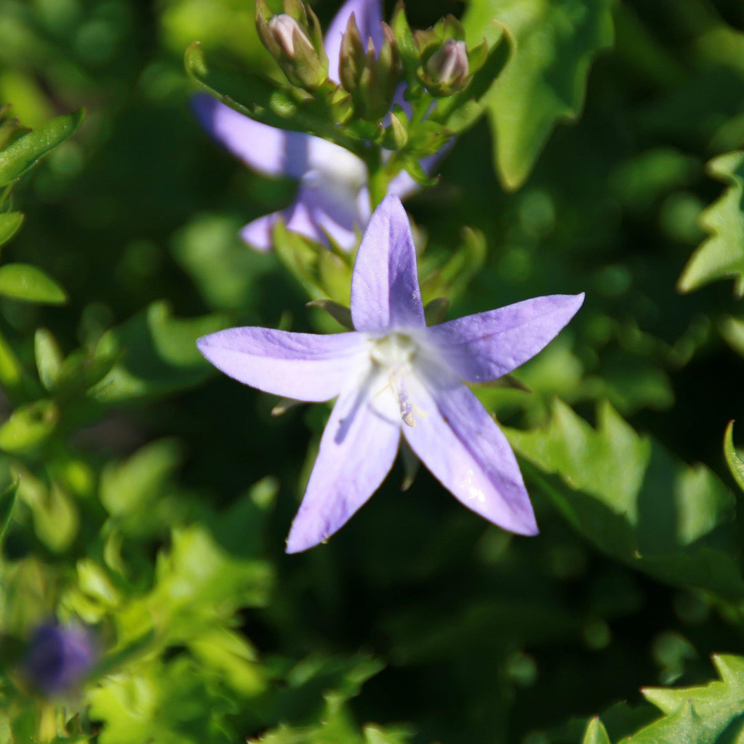 Campanula poscharskyana 'Blue Waterfall' ~ Blue Waterfall Bellflower