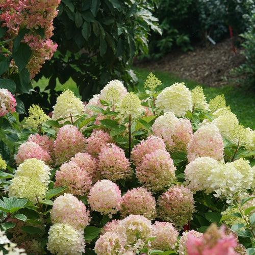 Hydrangea paniculata 'SMNHPK' ~ Proven Winners® Fire Light Tidbit® Hydrangea