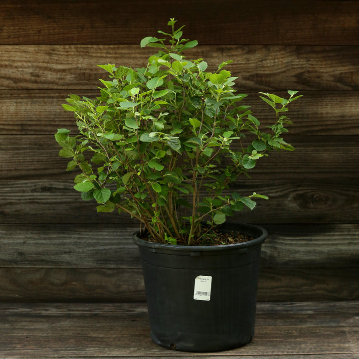 Fothergilla major 'Mount Airy' ~ Mount Airy Fothergilla