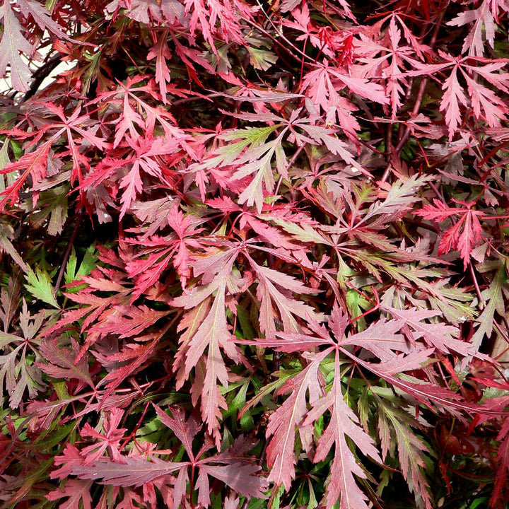 Acer palmatum dissectum 'Orangeola' ~ Orangeola Japanese Maple