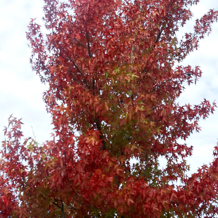 Liquidambar styraciflua 'Hapdell' ~ Happidaze Seedless Sweetgum