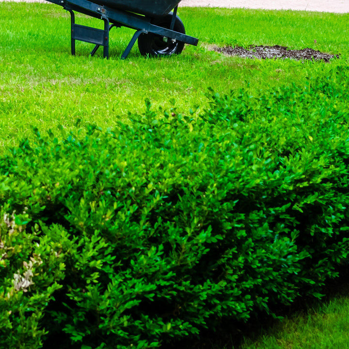 Buxus sinica var. insularis 'Franklin's Gem' ~ Franklin's Gem Boj coreano