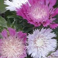 Stokesia laevis 'Colorwheel' ~ Colorwheel Stoke's Aster