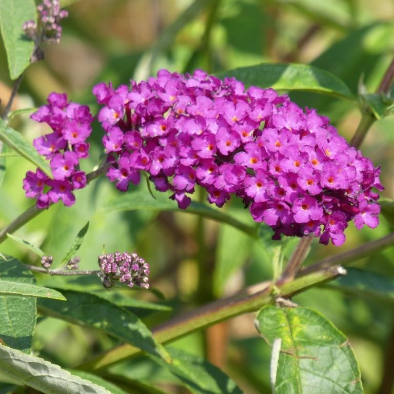 Buddleia davidii 'Podaras 13' ~ Arbusto de mariposas Flutterby Petite® Tutti Fruitti