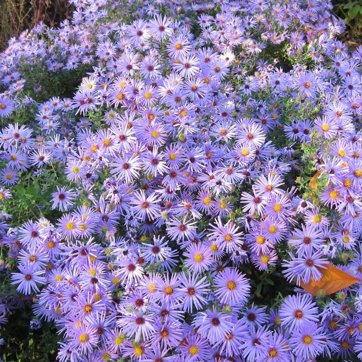 Aster oblongifolius 'Raydon's Favorite' ~ Raydon's Favorite Aromatic Aster