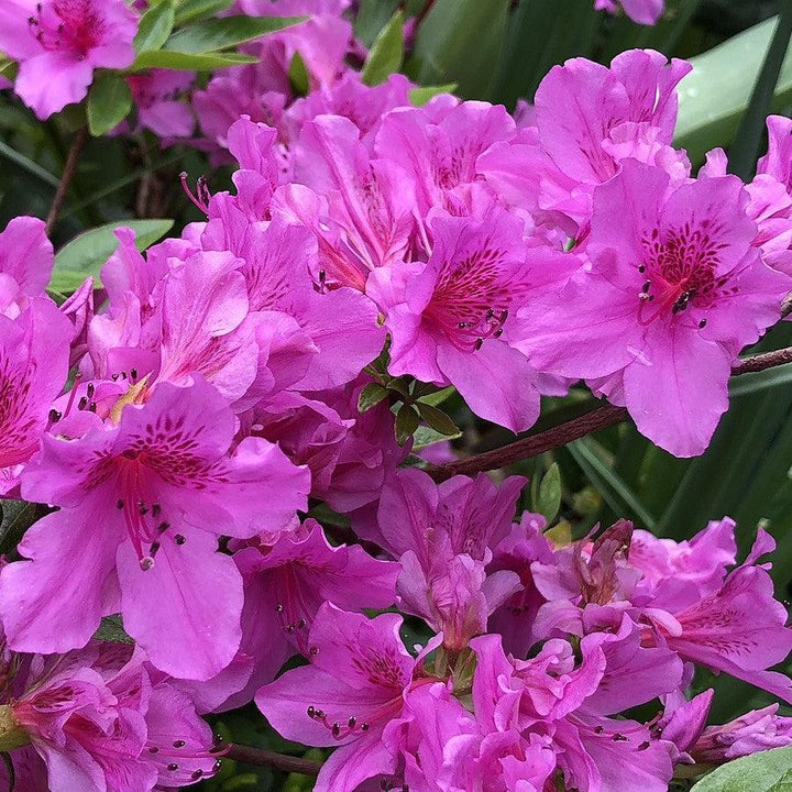 Rhododendron 'Herbert' ~ Herbert Azalea