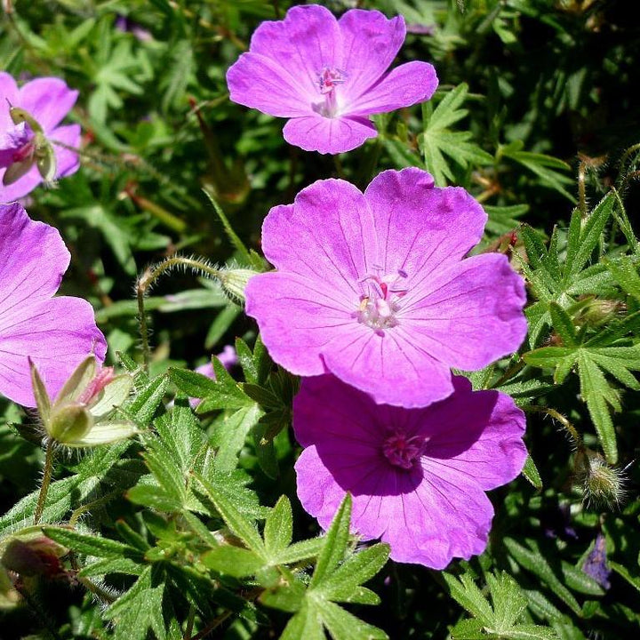 Geranium sanguineum ~ Bloody Cranesbill