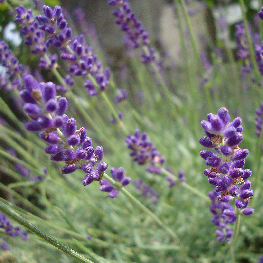 Lavandula angustifolia 'Hidcote' ~ Hidcote English Lavender