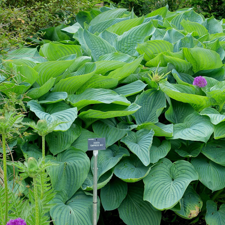 Hosta 'Empress Wu' PP20774 ~ PW® Shadowland® Empress Wu Hosta