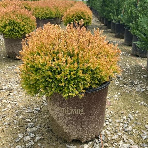 Thuja occidentalis 'Congabe' PP19,009 ~ Fire Chief™ Globe Arborvitae