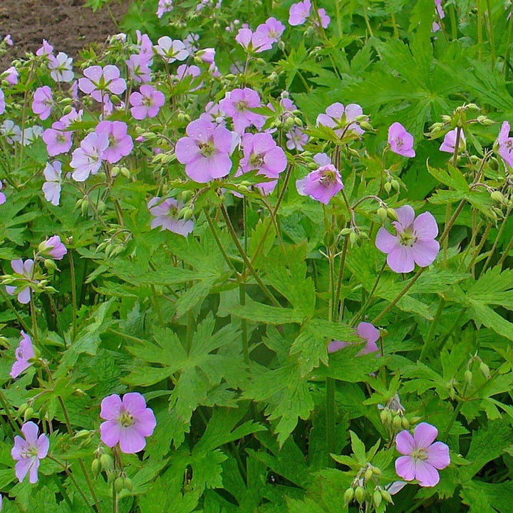 Geranium maculatum ~ Wild Cranesbill