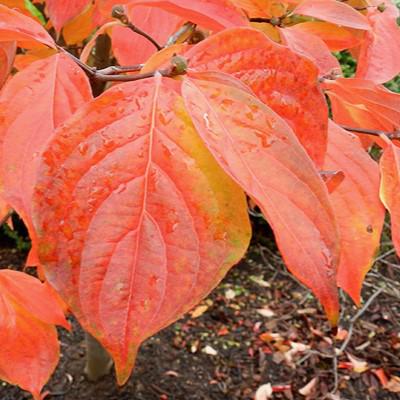Cornus x elwinortonii 'KN4-43' ~ Starlight® Dogwood