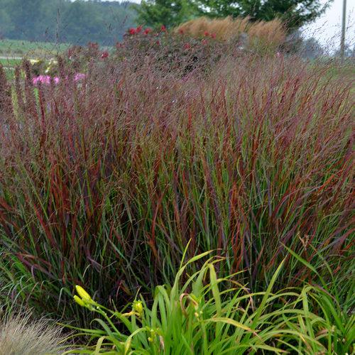 Panicum virgatum 'Cheyenne Sky' PP23209 ~ Prairie Winds® Cheyenne Sky Switch Grass