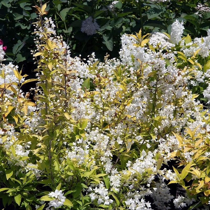 Deutzia gracilis 'Duncan' PP16,098 ~ Chardonnay Pearls® Deutzia