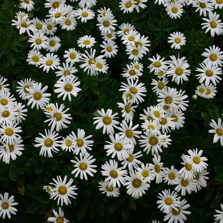 Nipponanthemum niponicum ~ Nippon Daisy