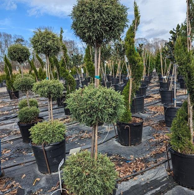 Cupressus arizonica glabra 'Carolina Sapphire' ~ Carolina Sapphire, Smooth Arizona Cypress