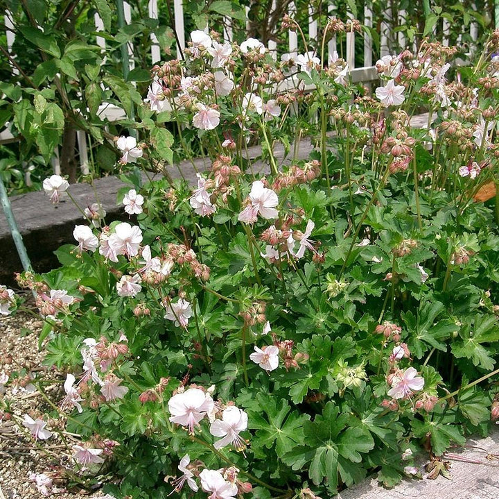 Geranium x cantabrigiense 'Biokovo' ~ Biokovo Cranesbill