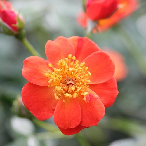 Rosa x 'FARROWRSP' ~ Oso Easy Hot Paprika® Rose