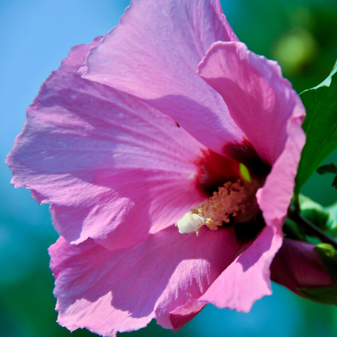 Hibiscus syriacus 'Minerva' ~ Minerva Rose of Sharon