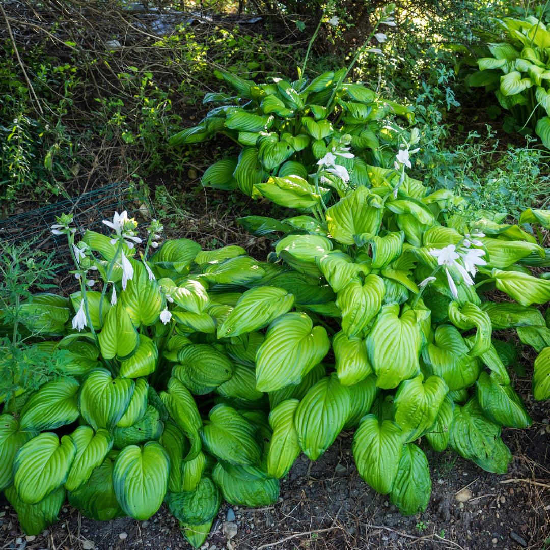 Hosta 'Guacamole' ~ Guacamole Hosta