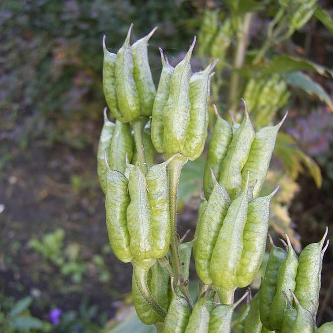 Aconitum carmichaelii 'Arendsii' ~ Arendsii Autumn Monkshood