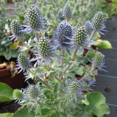 Eryngium planum 'Blue Hobbit' ~ Blue Hobbit Sea Holly