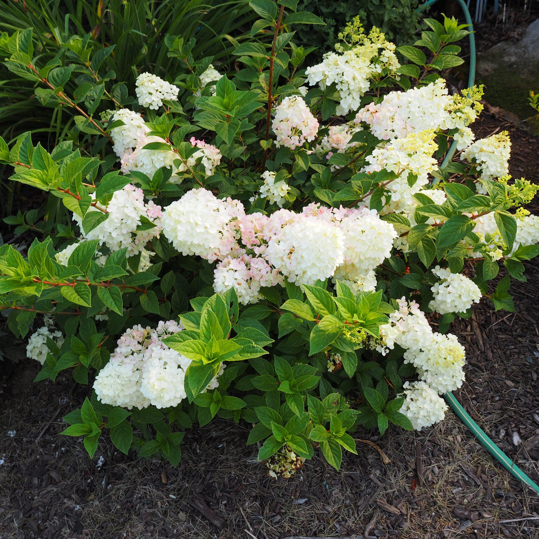 Hydrangea paniculata 'Rensun' PP 25,438 ~ First Editions® Strawberry Sundae® Hydrangea