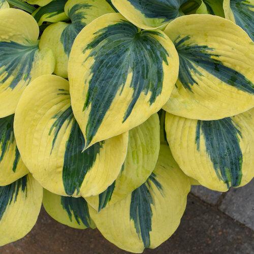 Hosta 'Autumn Frost' PP23,224 ~ PW® Shadowland® Autumn Frost Hosta