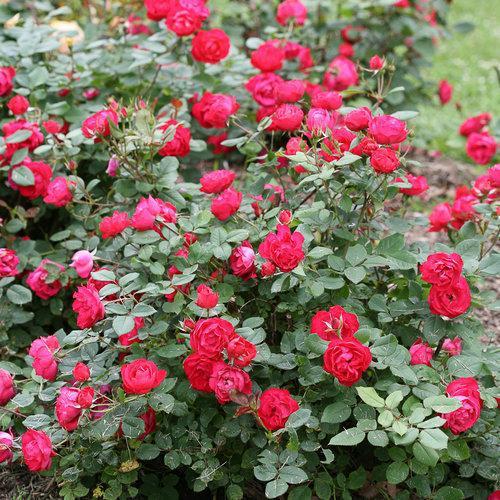 Rosa 'Meipeporia' ~ OSO Easy® Double Red Rose