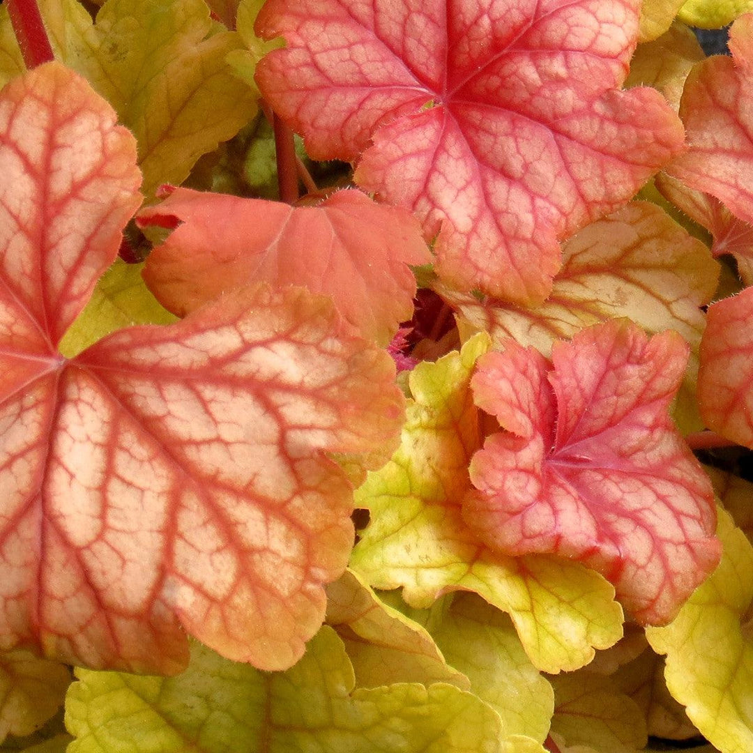 Heuchera 'Champagne' ~ Champagne Coral Bells