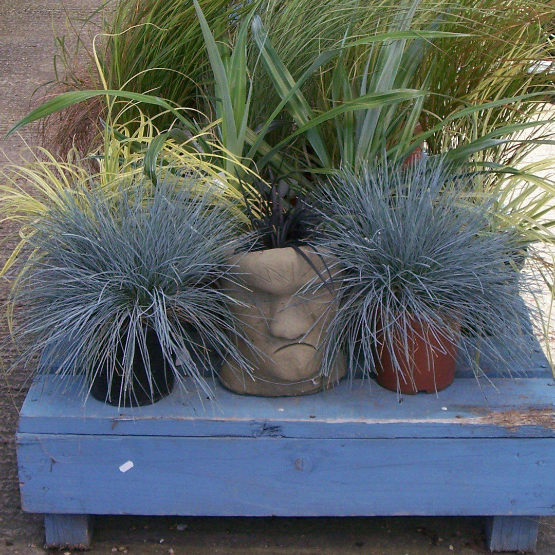 Festuca glauca 'Cool as Ice' ~ Cool as Ice Fescue