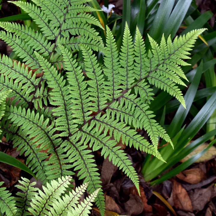 Athyrium otophorum ~ Limelight Lady Fern