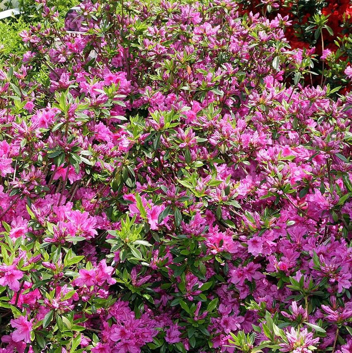 Rhododendron 'Karen' ~ Karen Azalea