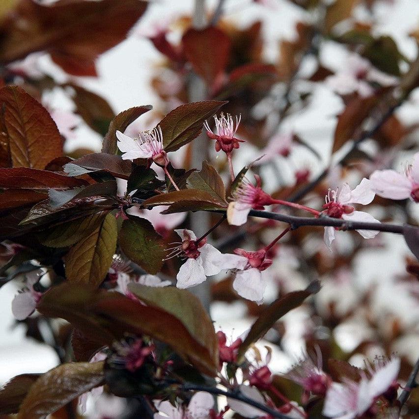 Prunus cerasifera 'Nube de tormenta' ~ Ciruela de hoja púrpura de nube de tormenta