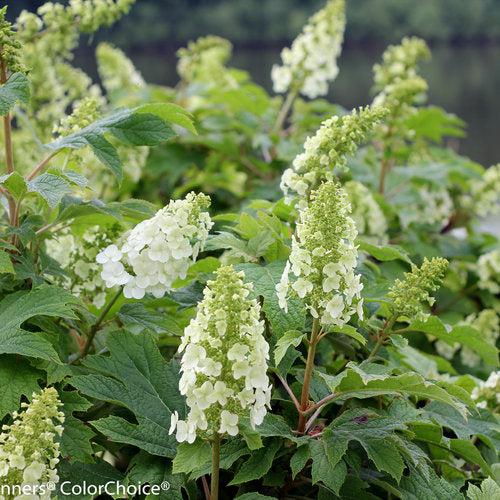 Hortensia quercifolia 'Brenhill' ~ Hortensia hoja de roble Gatsby Gal®