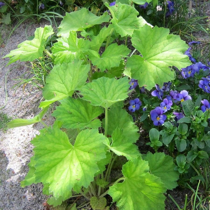 Heuchera villosa 'Autumn Bride' ~ Autumn Bride Coral Bells