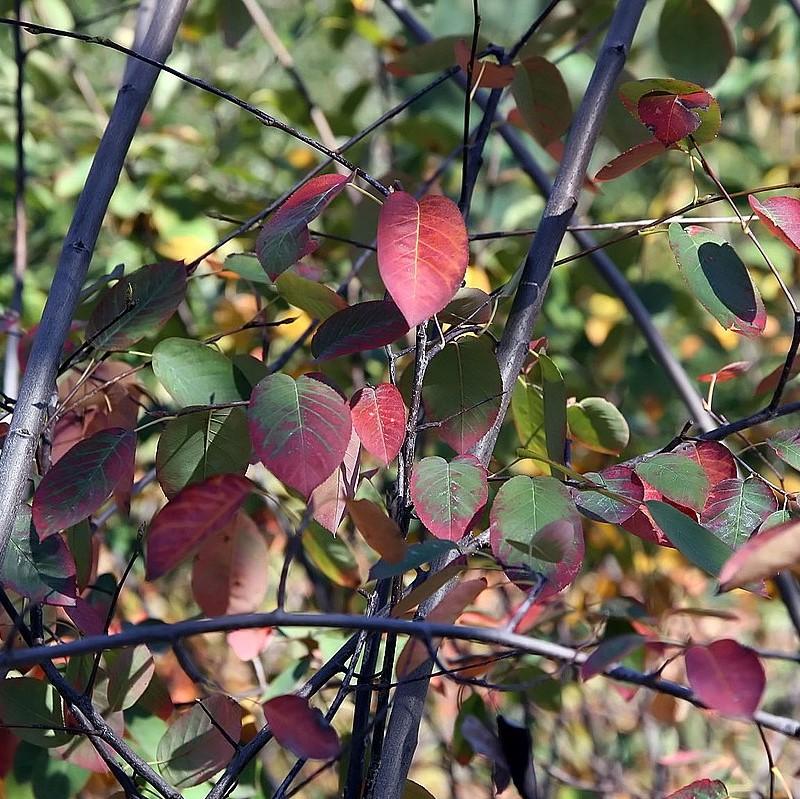 Amelanchier x grandiflora 'Autumn Brilliance' ~ Autumn Brilliance Manzana Serviceberry 