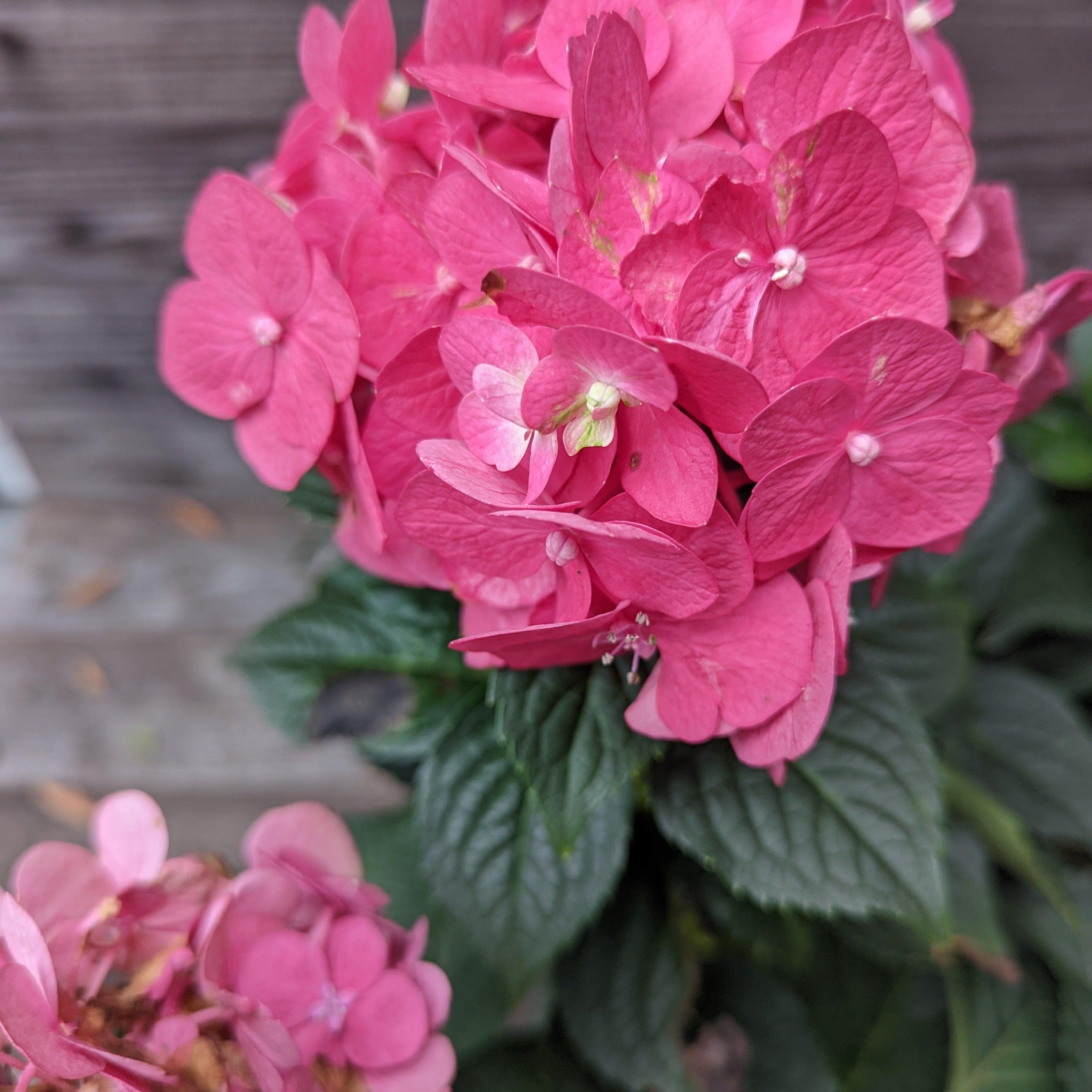 ♡Hydrangea4936さま♡ Hydrangea macrophylla 'Bailmacfive' PP30,359 ~ Endless Summer
