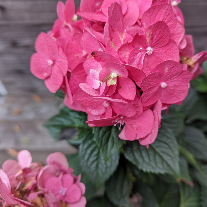 Hydrangea macrophylla 'Bailmacfive' PP30,359 ~ Endless Summer® Summer Crush® Hortensia